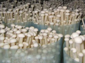 Industrialization of edible fungi